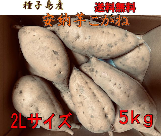 種子島産　蜜芋 安納芋こがね2Lサイズ5kg送料無料　【北海道・沖縄・東北別途送料となります】芋類評価4.5以上