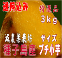 予約1割増量 秀品【安納芋】送料無料 お試し種子島産 蜜安納芋プチ小芋3kg産地直送【別途送料北海道・東北】