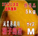 予約1割増量 秀品【安納芋】【2箱以上購入で送料無料】 北海道・東北別途送料 長期熟成蜜芋 種子島産安納芋Mサイズ選別済み5kg芋類総合評価4.5以上の信頼
