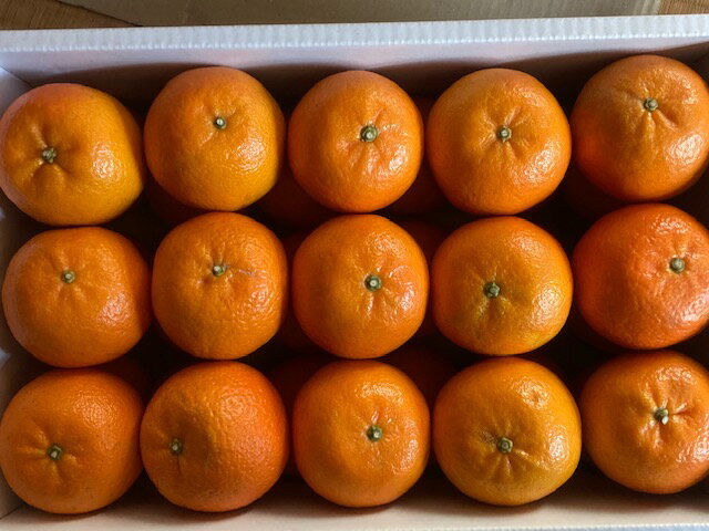 15%OFF　屋久島たんかん化粧箱入り 完熟木なり　2Lサイズ約5kg ～5.3kg　24玉〜30玉前後満杯詰め