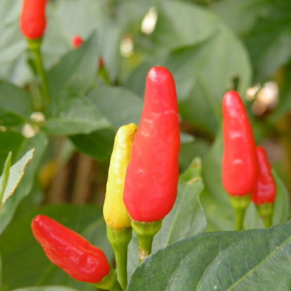 ��ŷ�����ѡ�SALE 10%OFF ���� ���ڻ� �����Ĵ̣�� ���츩�� ����ɻ� �ˤ�ˤ� ��ժ �������ޤ���������Ȥ����餷̣������� 140g��