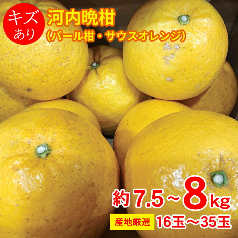 【3月10日頃～順次発送】 【 河内晩柑 約 7.5kg ～ 8kg 16～35玉 】送料無料 産地厳選 河内晩柑 パール柑 サウスオレンジ 7.5kg以上 約 8kg 16～35玉 キズ有り 国産 国産みかん みかん 果物 くだもの フルーツ 訳あり