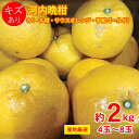 【3月中旬以降から順次ご発送】 【 河内晩柑 約 2kg 4〜8玉 】送料無料 産地厳選 河内晩柑 パール柑 サウスオレンジ 宇和ゴールド 約 2kg 4〜8玉...