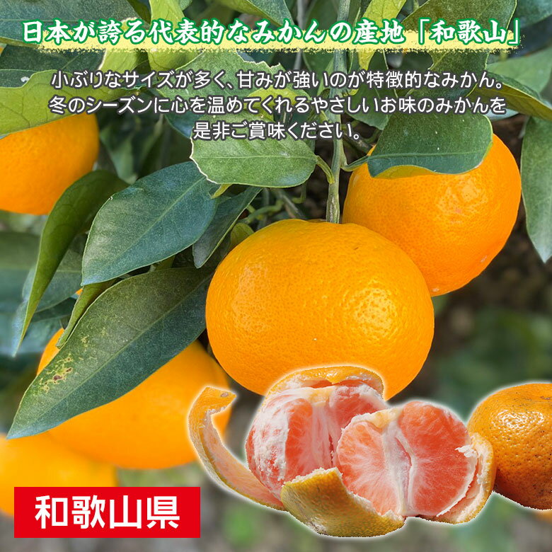 【2022/予約受付中】送料無料 キズ有り 訳あり 家庭用 みかん 和歌山県産 和歌山みかん 温州みかん サイズお任せ サイズ混合 サイズおまかせ 10kg前後 訳あり キズあり 国産 国産みかん ご家庭用 みかん 和歌山 和歌山産 温州早生 ご自宅用 果物 くだもの フルーツ ギフト