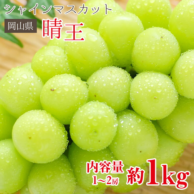 8ȯ ̵ 㥤ޥå   ޥå  1kg 12˼    ޥå ֤ɤ ե 渵 渫  Ϸ ե ץ쥼