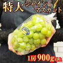 【8月下旬から順次ご発送】 送料無料 地域厳選 超 特大 シャインマスカット 訳アリ 約 900g 大粒 大サイズ 4L 以上 ご家庭用 マスカット ぶどう ギ...