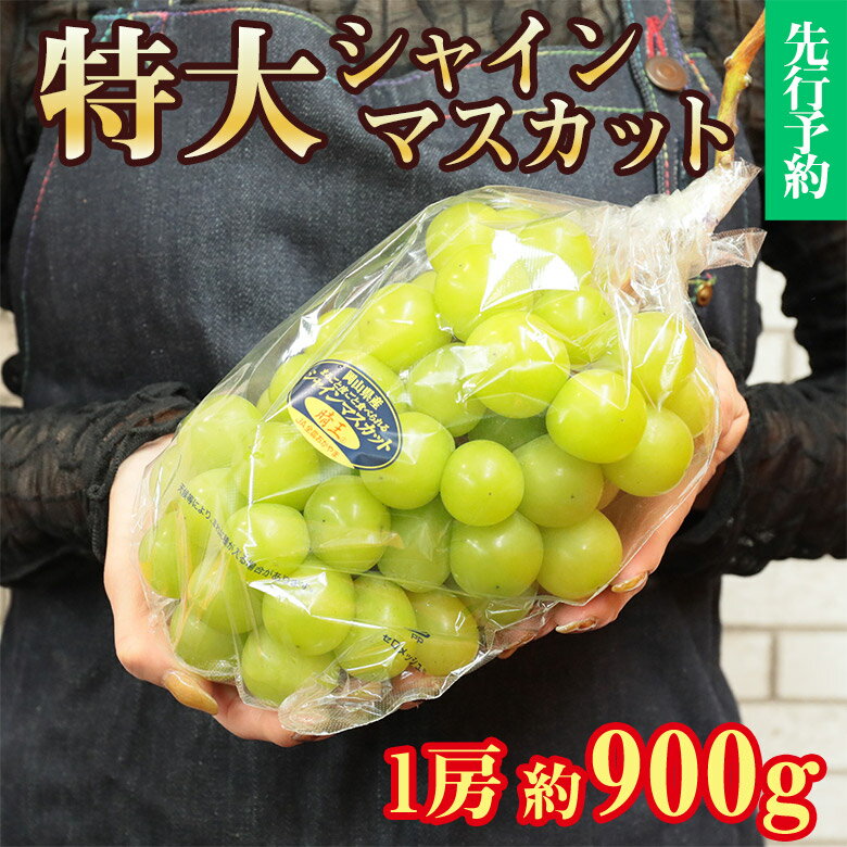 【8月下旬発送】 送料無料 地域厳選 超 特大 シャインマスカット 訳アリ 約 900g 大粒 大サイズ 4L 以上 ご家庭用 マスカット ぶどう ギフト お中元 暑中見舞い 訳あり 敬老の日 ギフト プレゼント