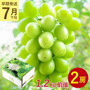 【7月下旬より順次発送】【 2房 1.2kg 前後 シャインマスカット 】 送料無料 地域厳選 粒 ご家庭用 マスカット ぶどう ギフト お中元 暑中見舞い 訳...