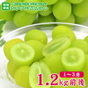 【8月下旬から順次ご発送】予約 送料無料 地域厳選 シャインマスカット 1〜3房 1.2kg 前後 ご家庭用 マスカット ぶどう ギフト お中元 暑中見舞い 敬...