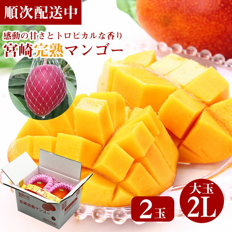 【4月中旬より発送開始】 送料無料 700g以上 2L 2玉 (350g×2) 宮崎完熟マンゴー 宮崎マンゴー 完熟マンゴー マンゴー 大玉 パック入り 国産 国産マンゴー 母の日 マンゴー アップルマンゴー ギフト 贈り物 贈答品 お中元 御中元 お取り寄せのサムネイル
