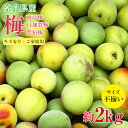 【5月下旬から順次ご発送】【 南高梅 白加賀梅 鶯宿梅 約2kg 】送料無料 産地直送 訳あり 梅 紀州 紀州南高梅 青梅 南高梅 奈良県 梅 梅干し 梅ジュー...