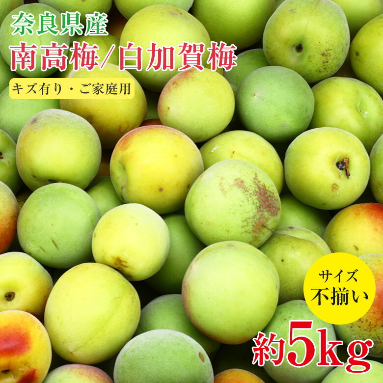 【順次発送中】 【 南高梅 白加賀梅 約5kg 】送料無料 産地直送 訳あり 梅 紀州 紀州南高梅 青梅 南高梅 奈良県 梅 梅干し 梅ジュース 梅酒 加工用 約 5kg サイズふぞろい 家庭用 訳あり ご家庭用 サイズ混合 ワケアリ 傷モノのサムネイル
