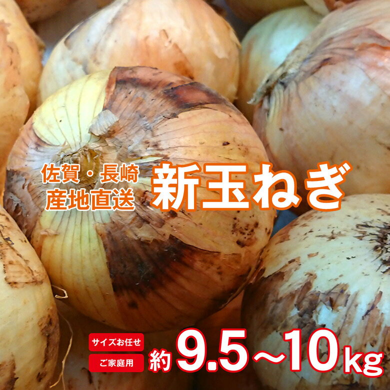 【順次発送中】 【 新玉ねぎ 9.5～10kg 】送料無料 玉ねぎ 新玉ねぎ 新玉 産地直送 長崎県産 減農薬栽培 農家直送 サイズお任せ 大玉サイズ規格外 約 9.5～10kg 訳あり 規格外 玉ねぎ たまねぎ 野菜 オニオン サイズ混合 傷モノ