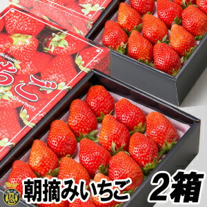 朝摘みいちご（化粧箱入り）2箱【送料無料】とれたて 苺 贈答 ギフト