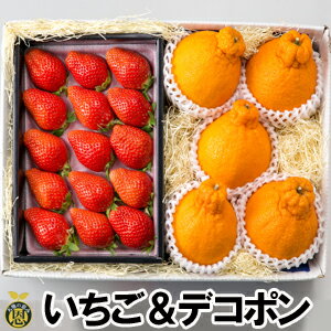 いちご1箱＆デコポン4～5個【送料無料】熊本県産 デコポン とれたて 苺 贈答 ギフト