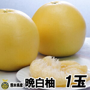 【12月上旬発送開始】晩白柚1玉【送料無料】熊本県産 大きい 柑橘 ばんぺいゆ 贈答 ギフト