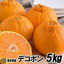 デコポン5kg（15玉〜24玉）熊本県産