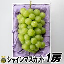 【7月下旬頃発送開始】シャインマスカット 1房【送料無料】贈答品 ギフト 高級ぶどう 種なし