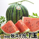 秋スイカ L−1玉入【送料無料】熊本産 西瓜