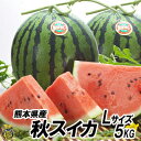 秋スイカ Lサイズ【送料無料】熊本産 西瓜 甘い 秋ギフト