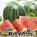 秋スイカ Mサイズ【送料無料】熊本産 西瓜 秋ギフト 甘い