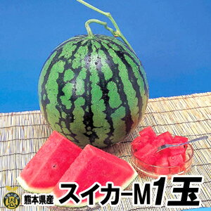 スイカ Mサイズ 1玉 約5kg 【送料無料】熊本県産 西瓜