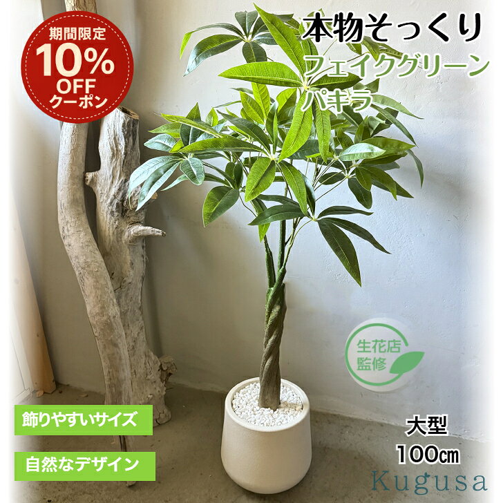 【超希少・現在輸入不可】樹齢100年超 パキラ 特大 高さ約200cm 幹極太 楽天市場】パキラ 100cmの通販