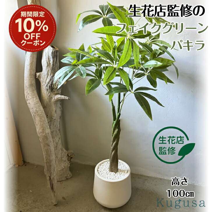 【超希少・現在輸入不可】樹齢100年超 パキラ 特大 高さ約200cm 幹極太 compass1765552596.jpg