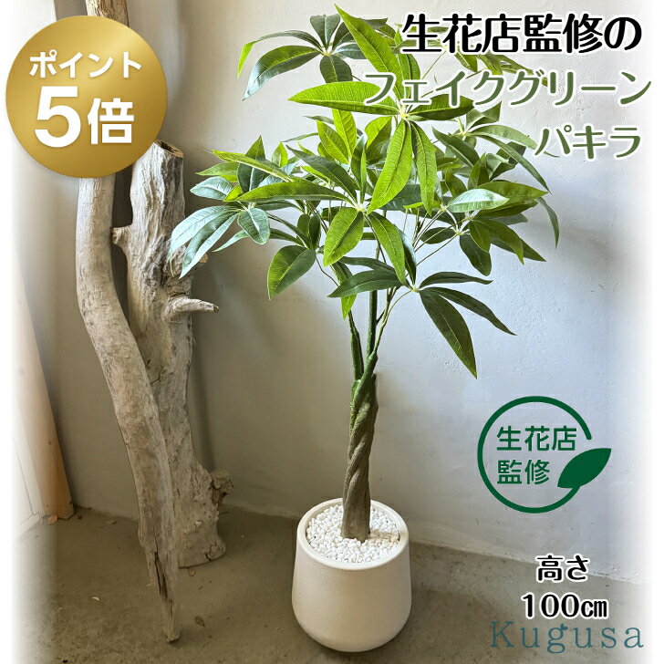 楽天市場】パキラ 100cmの通販