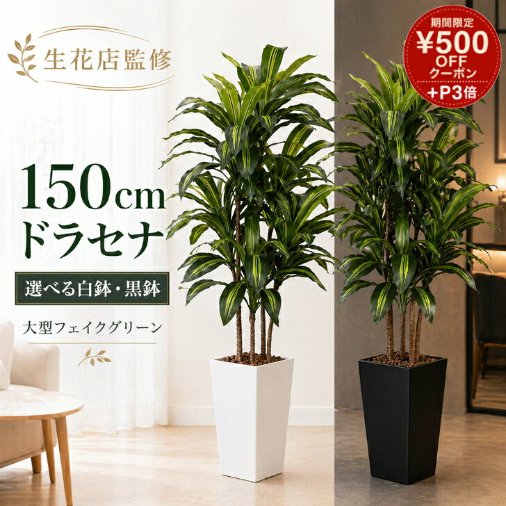 楽天市場】ドラセナ 150cmの通販