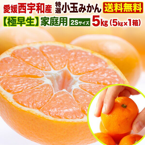 ＼スーパーSALE 10％OFF／ みかん 小玉 愛媛 家庭用 極早生 早期予約 10月出荷 JAにしうわみなの共選（八協） 特選小玉みかん 小蜜柑 2Sサイズ 5kg(5kg×1箱) 稀少品 送料無料 果物 フルーツ 産地直送 J常のサムネイル