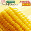 【4/30まで！2人に1人が当選★エントリーで最大100％ポイントバック】 早期予約 とうもろこし 生とうもろこし 送料無料 宮崎産ゴールドラッシュ ヒルナンデスで紹介 宮崎県JA西都協賛 約4.5kg（11～15本） 産地直送 新鮮 日本最速出荷 Y蔵