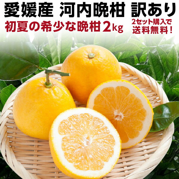 河内晩柑 愛媛産 訳あり 和製グレープフルーツ 初夏のフルーツ 2kg 2箱購入で2kg増量 3箱購入で10kgに増量 買えば買うほどお得！ 産地直送 J常