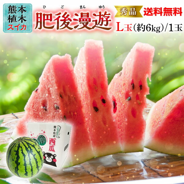 ポイント5倍 お中元 ギフト フルーツ 果物 スイカ 肥後漫遊 秀品 L/1玉 熊本県産 植木スイカ 送料無料 高級 すいか 甘い フルーツの里 産地直送 義父 S常のサムネイル