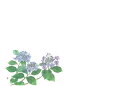 雲龍和紙テーブルマット紫陽花（100枚入）38×26cm