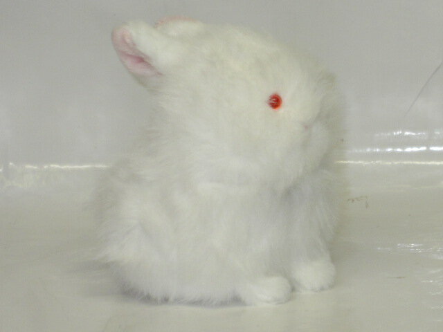 Rakuten - うさぎのぬいぐるみ内藤デザイン研究所わたぽ　ゆきうさぎ【母の日】【プレゼント】【定型外郵便物対応商品】