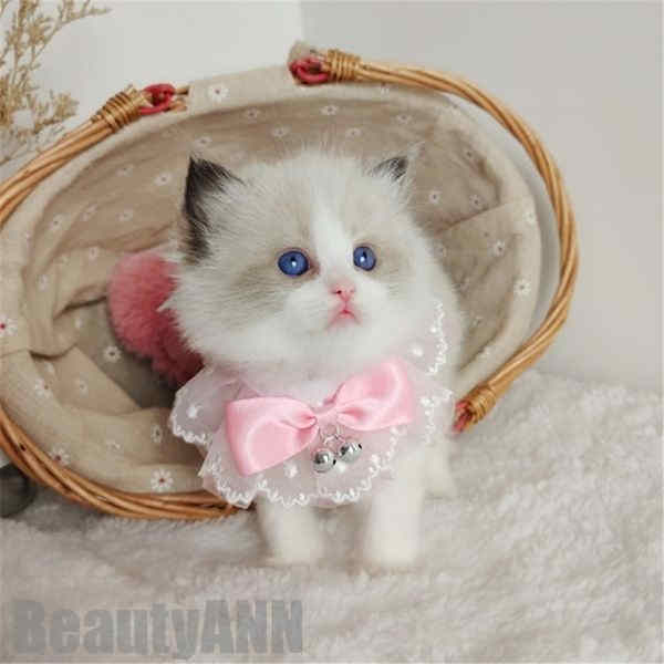 新生活 メール便ペットスタイ ビブ レース超可愛い 涎掛け よだれかけ リボンつき 姫風 首輪 おしゃれ メーキャップ用 猫用 犬用 ネコ イヌ おもちゃ ペッ...