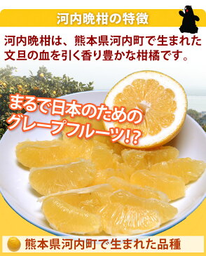 河内晩柑 送料無料 訳あり 10kg 箱込 内容量9kg+補償分500g ジューシーオレンジ 和製グレープフルーツ みかん ミカン 蜜柑