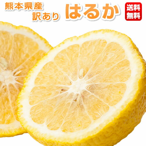 はるか みかん 5kg 送料無料 訳あり 熊本県産 蜜柑 ミカン 柑橘 フルーツのサムネイル