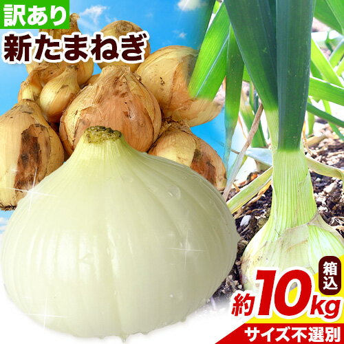 新玉ねぎ 訳あり 送料無料 10kg 箱込 内容量9kg+補償分500g 新たまねぎ 新玉ねぎ 玉ねぎ 玉葱 タマネギ たまねぎ 熊本県産 国産 オニオン 訳アリ 不揃い お得用 大容量 まとめ買い 業務用 カレー シチュー 野菜