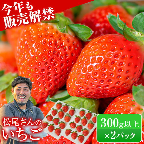 【農家厳選】熊本県産 いちご 苺 ゆうべに 恋みのり【たっぷり600g】300g以上×2パック (24〜36玉) 送料無料 農場ベリースマイル イチゴ 熊本 果物 スイーツケーキ フルーツ デザート お取り寄せ お取り寄せグルメ《3月上旬-3月下旬頃より発送予定》