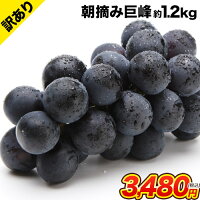 ぶどうの王様 朝摘み巨峰 九州産 訳あり 約1.2kg前後 (約300g×4パック) 送料無料 品種 家庭用 自家用 産地直送 取り寄せ 通販 《7月末-8月中旬頃より順次出荷》