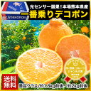 ご贈答にもピッタリ♪本場・熊本県産一番乗りデコポン★送料無料...