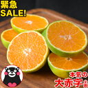 小玉 みかん 2kg 速攻出荷 訳あり 送料無料 熊本 3s...