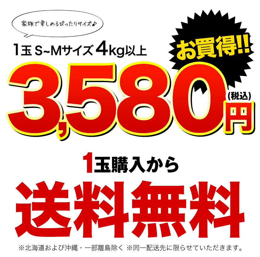 ＼販売解禁／スイカ 熊本 訳あり すいか 熊本県産 1玉 4kg 以上 旬 の 果物 夏 キャンプ バーベキュー BBQ 食材 家庭用 自家用 フルーツ 果物 お取り寄せ 《5月中旬～5月末より発送予定》 3