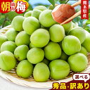 【2セット以上でおまけ付き!】 熊本県産 朝摘み 梅 1.5kg 選べる 訳あり 秀品 3L・2L・L ・M サイズ不選別 熊本県 つけもの 梅酒 漬物 梅 梅...