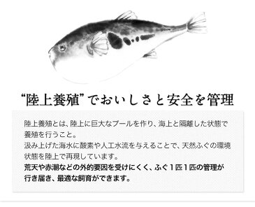 熊本県産とらふぐ鍋 たっぷりセット 送料無料 今なら 『ヒレ』『特製ゆずぽん酢/もみじおろし』付き 贈答 ギフト 海の幸《3-7営業日以内に順次出荷(土日祝日除く)》