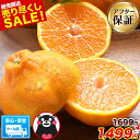 楽天【　くまもと風土　】【売切れ次第終了！売り尽くしSALE★1699円⇒1499円】 セット購入でおまけ付き 本場熊本産 訳あり デコみかん 送料無料 1.5kg 不知火 みかん ミカン 熊本県産 訳あり デコポン と同品種 熊本 柑橘 目玉商品 くまもと風土 《7-14営業日以内に出荷予定（土日祝日除く）》