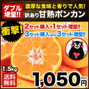 甘熟 ポンカン 1.5kg 熊本県産 訳あり 送料無料 旬 の みかん 取り寄せ 通販 産地直送 大...