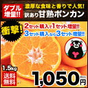 甘熟 ポンカン 1.5kg 熊本県産 訳あり 送料無料 旬 ...